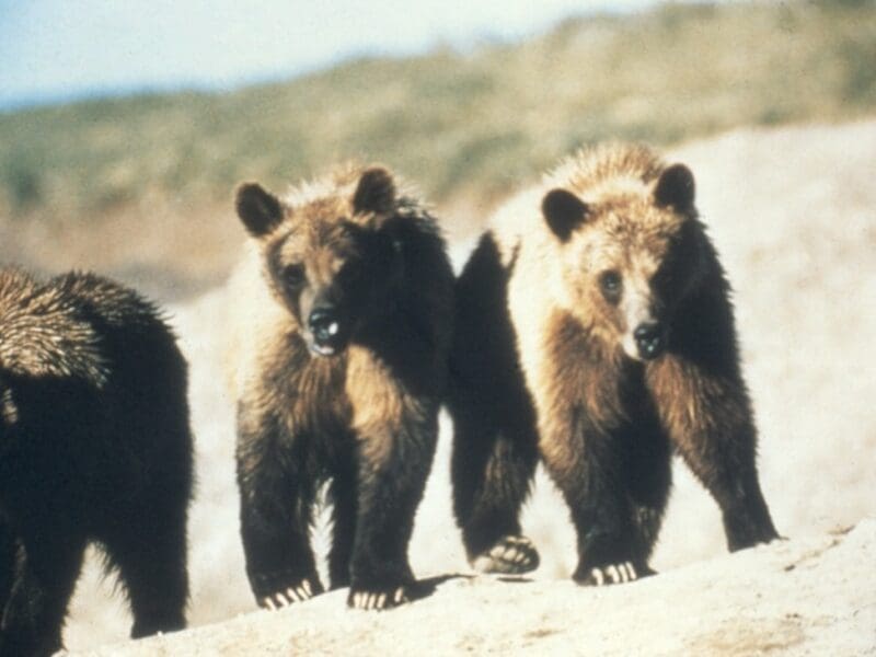 Grizzly cubs in Grand Teton National Park.